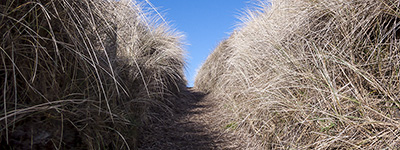 Foto vom einem Dünenweg zum Nordseestrand in Blavand (Dänemark) | Foto: Dennis Saadat