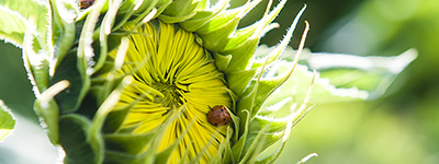 Foto vom einer Sonnenblume mit einem Marienkäfer | Foto: Dennis Saadat